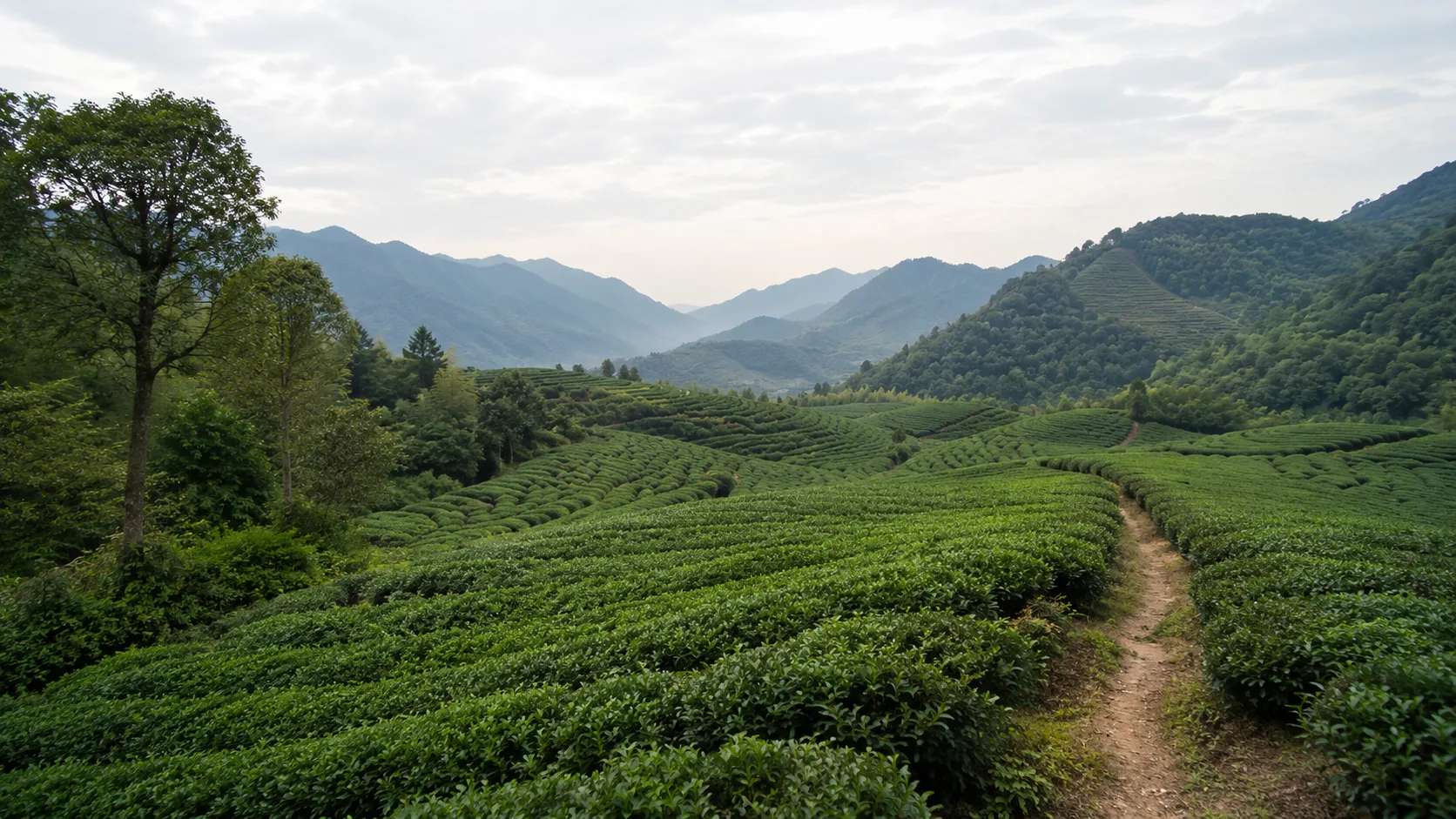 Teeberge in Fujian als Hintergrund f&uuml;r Jasmin Dragon Pearls