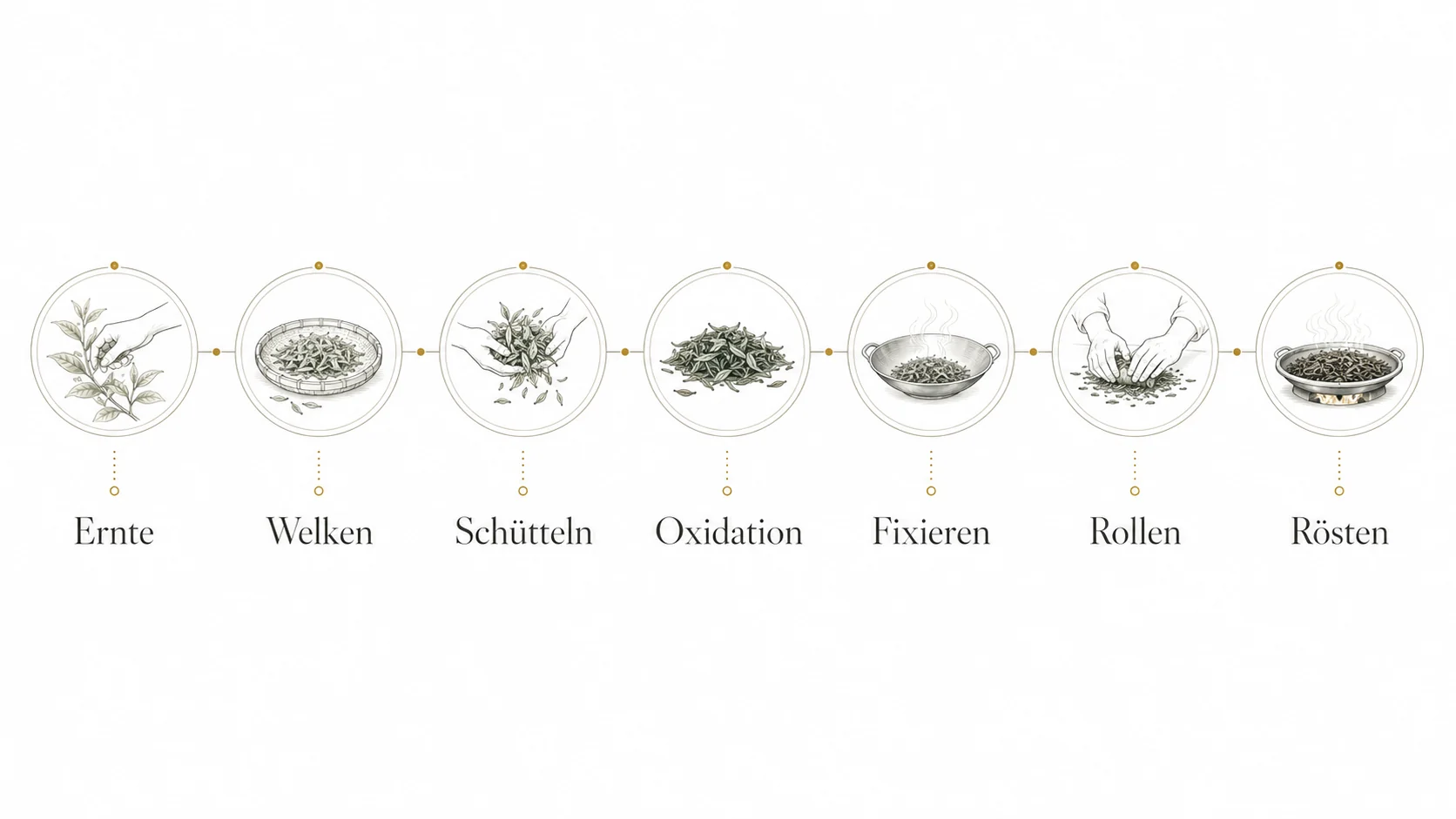Infografik zur Herstellung von Oolong Tee mit Ernte, Welken, Schütteln, Oxidation, Fixieren, Rollen und Rösten