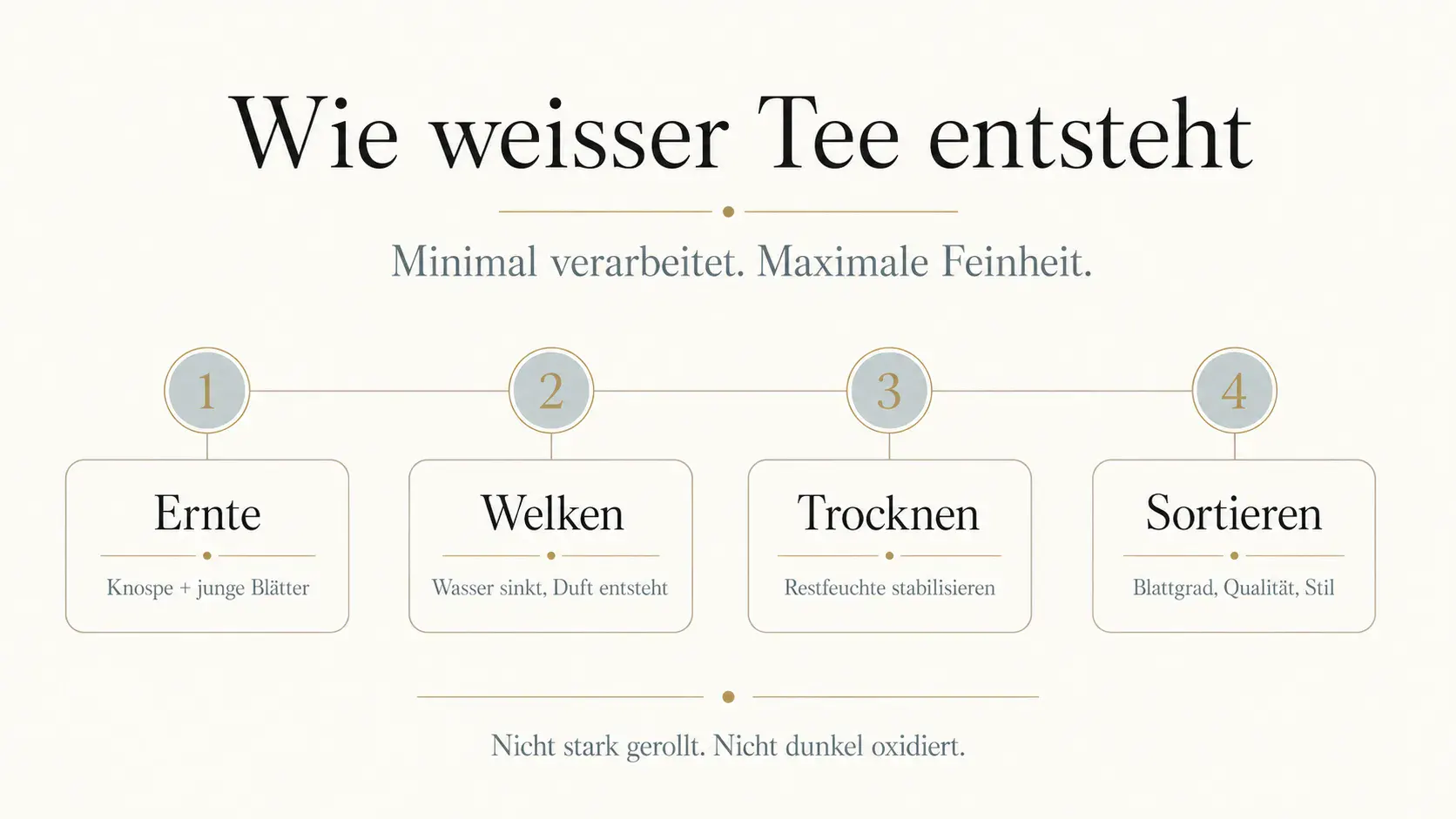 Infografik: Wie weisser Tee entsteht, von Ernte über Welken und Trocknen bis Sortieren